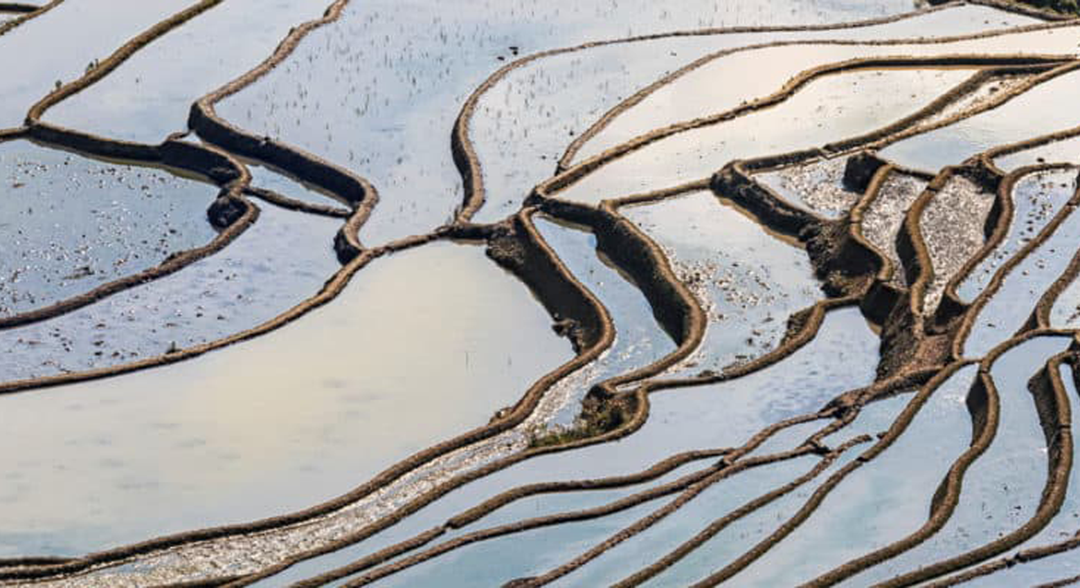 Rizières en terrasses dans l'eau