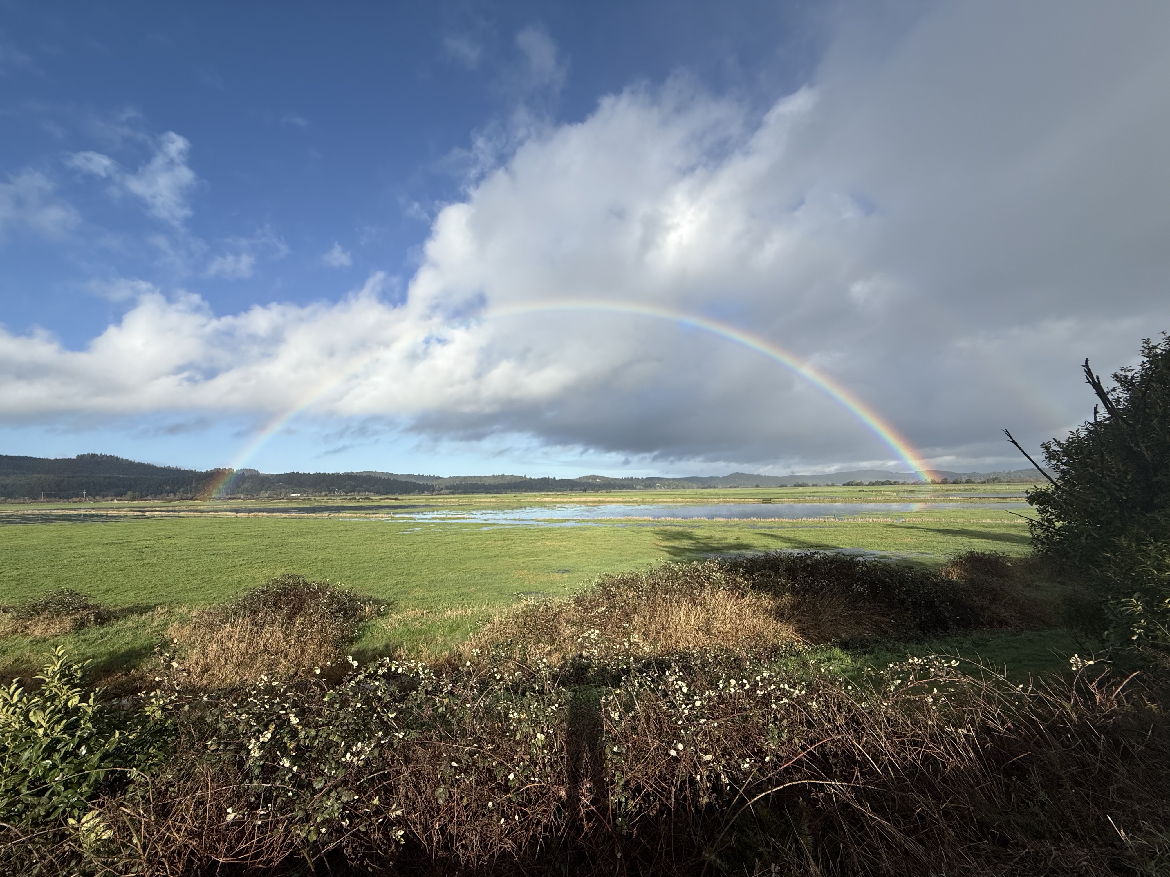 prairie avec un arc-en-ciel